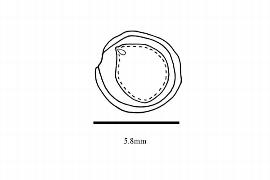  Embryo:  Euscaphis japonica ; Illustration by K. Parker, Kirkbride et al. (2006)
