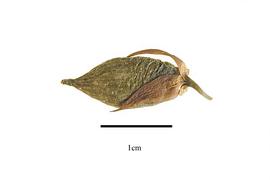   Fruit:   Stemona javanica ; Photo by R. Gibbons, USDA APHIS PPQ, Kirkbride et al. (2006) 
