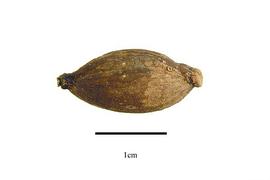  Fruit:  Stemonurus  sp.; Photo by R. Gibbons, USDA APHIS PPQ, Kirkbride et al. (2006)
