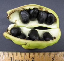   Fruit, seeds:   Sterculia  sp., longitudinal section of fruit showing seeds; Photo by N. Diaz, USDA APHIS PPQ, imageID.idtools.org
