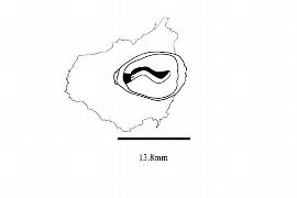   Embryo:   Phenakosperma guyannense ; Illustration by K. Parker, Kirkbride et al. (2006) 
