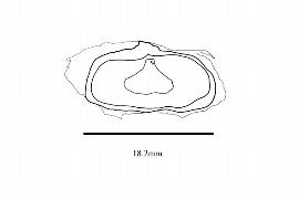   Embryo:   Ravenala madagascariensis ; Illustration by K. Parker, Kirkbride et al. (2006) 
