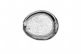  Embryo:  Candollea cuneiformis ; Illustration by K. Parker, Kirkbride et al. (2006)
