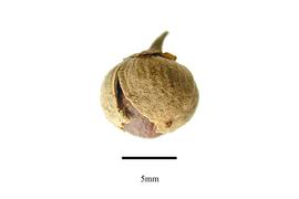  Fruit:  Styrax americanus ; Photo by R. Gibbons, USDA APHIS PPQ, Kirkbride et al. (2006)
