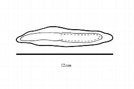  Embryo:  Sinojackia xylocarpa ; Illustration by K. Parker, Kirkbride et al. (2006)
