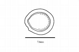  Embryo:  Styrax americanus ; Illustration by K. Parker, Kirkbride et al. (2006)
