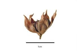  Fruit:  Suriana maritima ; Photo by R. Gibbons, USDA APHIS PPQ, Kirkbride et al. (2006)
