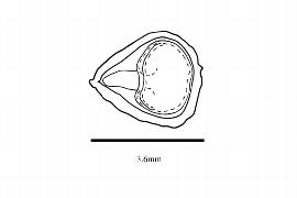  Embryo:  Cadellia pentastylis ; Illustration by K. Parker, Kirkbride et al. (2006)
