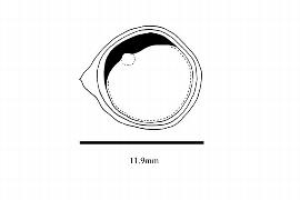  Embryo:  Guilfoylia monostylis ; Illustration by K. Parker, Kirkbride et al. (2006)
