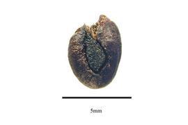  Seed:  Symplocos theaefolia ; Photo by R. Gibbons, USDA APHIS PPQ, Kirkbride et al. (2006)
