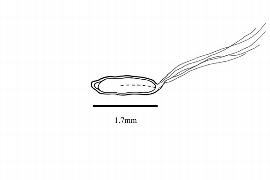  Embryo:  Myrtama elegans ; Illustration by K. Parker, Kirkbride et al. (2006)
