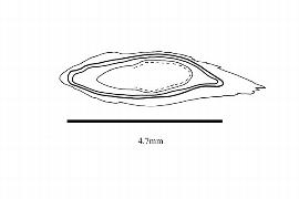  Embryo:  Reaumuria soongorica ; Illustration by K. Parker, Kirkbride et al. (2006)
