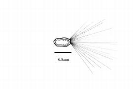  Embryo:  Tamarix gallica ; Illustration by K. Parker, Kirkbride et al. (2006)
