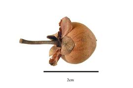  Fruit:  Ternstroemia tepezapote ; Photo by R. Gibbons, USDA APHIS PPQ, Kirkbride et al. (2006)
