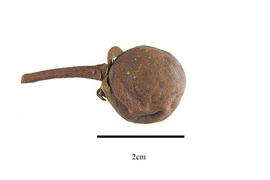  Fruit:  Tetramerista glabra ; Photo by R. Gibbons, USDA APHIS PPQ, Kirkbride et al. (2006)
