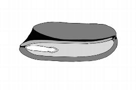  Embryo:  Tetramerista glabra ; Illustration by K. Parker, Kirkbride et al. (2006)
