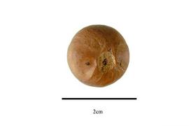  Seed:  Camellia sinensis ; Photo by R. Gibbons, USDA APHIS PPQ, Kirkbride et al. (2006)
