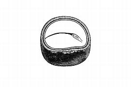  Embryo:  Camellia sinensis ; Illustration by K. Parker, Kirkbride et al. (2006)
