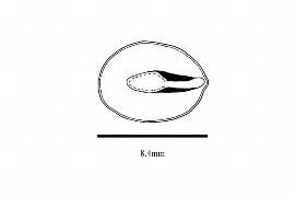  Embryo:  Clavija ornata ; Illustration by K. Parker, Kirkbride et al. (2006)
