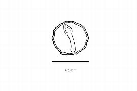  Embryo:  Jacquinia aculeata ; Illustration by K. Parker, Kirkbride et al. (2006)
