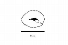  Embryo:  Theophrasta jussieui ; Illustration by K. Parker, Kirkbride et al. (2006)
