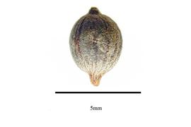  Seed:  Lagetta lagetto ; Photo by R. Gibbons, USDA APHIS PPQ, Kirkbride et al. (2006)
