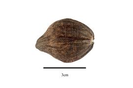  Fruit:  Ticodendron incognitum ; Photo by R. Gibbons, USDA APHIS PPQ, Kirkbride et al. (2006)
