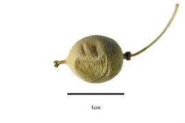  Fruit:  Tovaria pendula ; Photo by R. Gibbons, USDA APHIS PPQ, Kirkbride et al. (2006)
