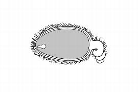  Embryo:  Tetratheca procumbens ; Illustration by K. Parker, Kirkbride et al. (2006)
