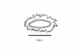  Embryo:  Trigoniastrum hypoleucum ; Illustration by K. Parker, Kirkbride et al. (2006)
