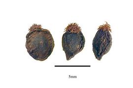  Fruit:  Trimenia weinmanniaefolia ; Photo by R. Gibbons, USDA APHIS PPQ, Kirkbride et al. (2006)
