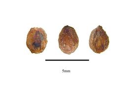  Seeds:  Trimenia weinmanniaefolia ; Photo by R. Gibbons, USDA APHIS PPQ, Kirkbride et al. (2006)
