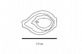  Embryo:  Trimenia weinmanniaefolia ; Illustration by K. Parker, Kirkbride et al. (2006)
