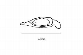  Embryo:  Trochodendron arailioides ; Illustration by K. Parker, Kirkbride et al. (2006)
