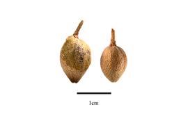  Fruit:  Loewia glutinosa ; Photo by R. Gibbons, USDA APHIS PPQ, Kirkbride et al. (2006)
