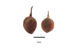  Fruit:  Piriqueta integrifolia ; Photo by R. Gibbons, USDA APHIS PPQ, Kirkbride et al. (2006)
