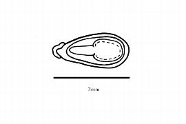  Embryo:  Mathurina penduliflora ; Illustration by K. Parker, Kirkbride et al. (2006)
