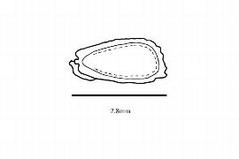  Embryo:  Tricliceras pilosum ; Illustration by K. Parker, Kirkbride et al. (2006)
