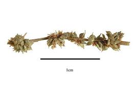  Fruit:  Boehmeria cylindrica ; Photo by R. Gibbons, USDA APHIS PPQ, Kirkbride et al. (2006)
