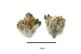  Fruit:  Forskohlea angustifolia ; Photo by R. Gibbons, USDA APHIS PPQ, Kirkbride et al. (2006)
