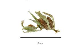  Fruit:  Parietaria pensylvanica ; Photo by R. Gibbons, USDA APHIS PPQ, Kirkbride et al. (2006)
