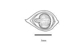  Embryo:  Didymodoxa caffra ; Illustration by K. Parker, Kirkbride et al. (2006)
