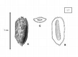   Seed, embryo:   Vallisneria gigantea  (A, seed; B, embryo in situ; C, transection of seed); Illustration by L.E. Chandler from Gunn and Ritchie (1988)
