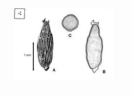   Seed, embryo:   Vallisneria spiralis  (A, seed; B, embryo in situ; C, transection of seed); Illustration by L.E. Chandler from Gunn and Ritchie (1988) 
