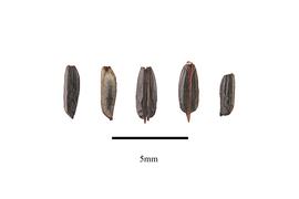  Seed:  Stachytarpheta indica ; Photo by R. Gibbons, USDA APHIS PPQ, Kirkbride et al. (2006)
