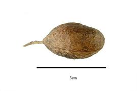  Fruit:  Agatea violanis ; Photo by R. Gibbons, USDA APHIS PPQ, Kirkbride et al. (2006)
