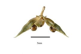  Fruit:  Isodendrion laurifolium ; Photo by R. Gibbons, USDA APHIS PPQ, Kirkbride et al. (2006)
