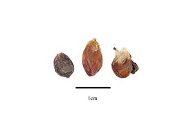  Fruit:  Ginalloa cumingiana ; Photo by R. Gibbons, USDA APHIS PPQ, Kirkbride et al. (2006)
