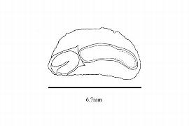  Embryo:  Korthalsella platycaula ; Illustration by K. Parker, Kirkbride et al. (2006)
