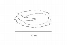  Embryo:  Notothixos incanus ; Illustration by K. Parker, Kirkbride et al. (2006)
